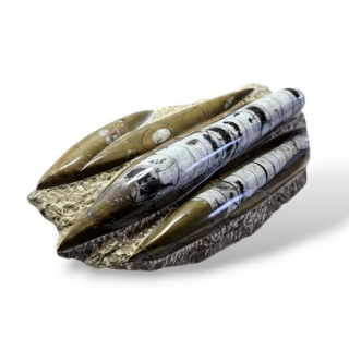 Orthoceras deska velká hnědá 24 x 16cm , váha 1,620kg