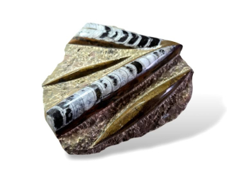 Orthoceras deska velká hnědá 20 x 19cm , váha 1,533kg