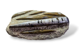 Orthoceras deska velká hnědá 26 x 17cm , váha 1,777kg