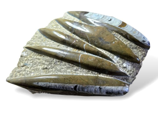 Orthoceras deska velká hnědá 22 x 21cm , váha 2,382kg