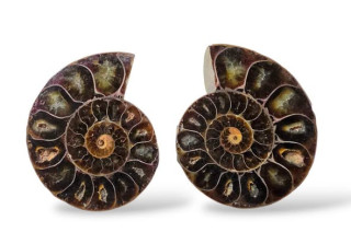 Amonit pár vel. 6,2 x 5,2 cm , č.13 