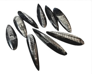 Orthoceras dlouhý vel.cca 5-6cm - doprodej