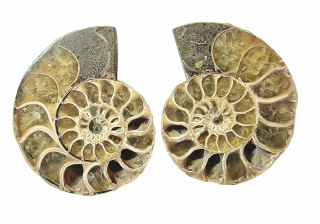 Amonit pár vel. 4,8 x 4 cm , č.3