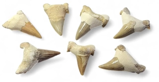 Zub žralok vel.3-4cm