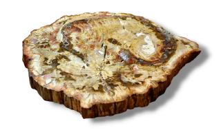 Zkamenělé dřevo plátek váha 0,391kg
